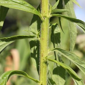 Photographie n°259098 du taxon Solidago canadensis L.