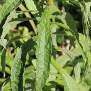 Photographie n°259099 du taxon Solidago canadensis L.