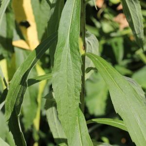 Photographie n°259101 du taxon Solidago canadensis L. [1753]