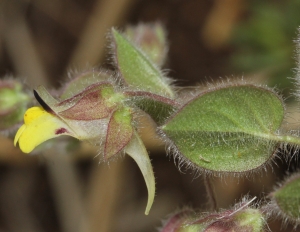 Marie  Portas, le  9 août 2014 (Valpuiseaux)