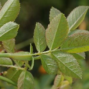 Photographie n°259107 du taxon Rosa rubiginosa L. [1771]