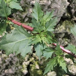 Photographie n°259112 du taxon Chenopodium rubrum L.