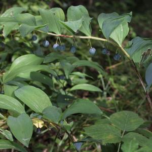 Photographie n°259117 du taxon Polygonatum odoratum (Mill.) Druce [1906]