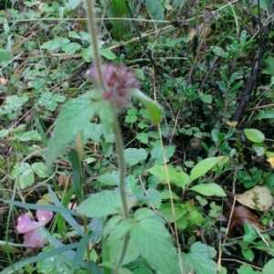 Photographie n°259145 du taxon Clinopodium vulgare L. [1753]