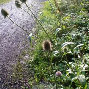 Photographie n°259158 du taxon Dipsacus fullonum sensu H.J.Coste [1903]