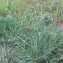  Florent Beck - Paspalum dilatatum Poir. [1804]