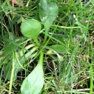 Photographie n°259192 du taxon Bellis perennis L. [1753]