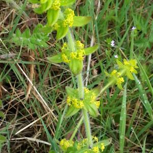 Photographie n°259203 du taxon Cruciata laevipes Opiz [1852]