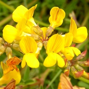 Photographie n°259222 du taxon Hippocrepis comosa L. [1753]