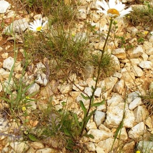 Photographie n°259245 du taxon Leucanthemum vulgare Lam. [1779]