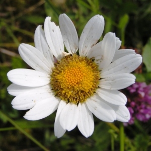 Photographie n°259246 du taxon Leucanthemum vulgare Lam. [1779]