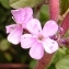  Alain Bigou - Saponaria ocymoides subsp. ocymoides