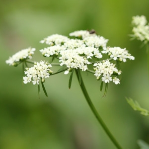 Photographie n°259261 du taxon Aethusa cynapium L.