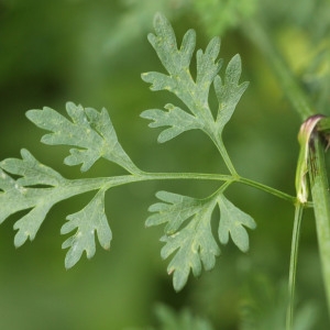 Photographie n°259262 du taxon Aethusa cynapium L.