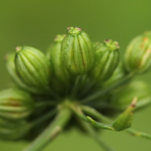 Photographie n°259264 du taxon Aethusa cynapium L.