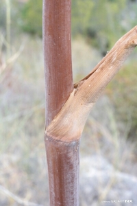 Hervé GOËAU, le  4 août 2014 (Denia (Parque natural del Macizo del Montgó))