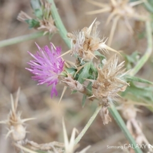 Photographie n°259336 du taxon Centaurea calcitrapa L. [1753]