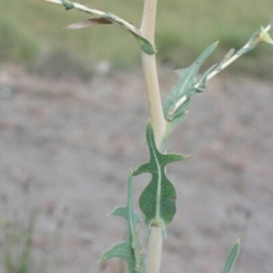 Photographie n°259340 du taxon Lactuca serriola L. [1756]