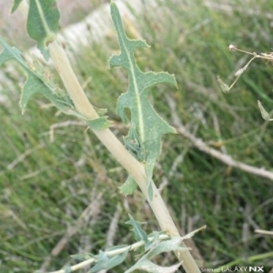 Photographie n°259341 du taxon Lactuca serriola L. [1756]