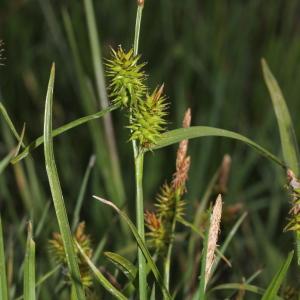 Photographie n°259344 du taxon Carex viridula Michx. [1803]