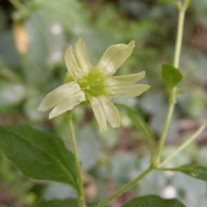 Photographie n°259372 du taxon Silene baccifera (L.) Roth