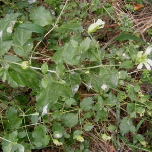 Photographie n°259376 du taxon Silene baccifera (L.) Roth