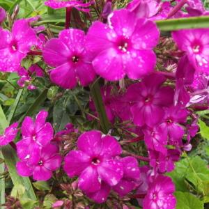 Phlox drummondii Hook.