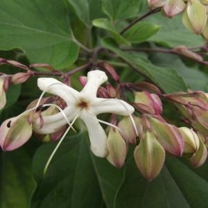 Clerodendrum trichotomum Thunb. (Harlequin Glorybower)