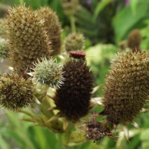 Eryngium agavifolium Griseb.