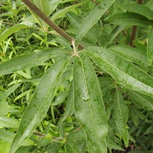 Photographie n°259399 du taxon Vitex agnus-castus L. [1753]