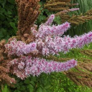 Astilbe japonica (C.Morren & Decne.) A.Gray (Astilbe du Japon)