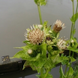 Photographie n°259419 du taxon Cirsium oleraceum (L.) Scop. [1769]