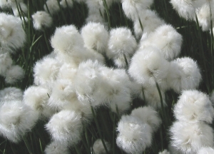 Madeleine Sarran, le 16 août 2004 (Névache)