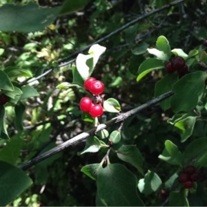 Photographie n°259492 du taxon Lonicera xylosteum L. [1753]