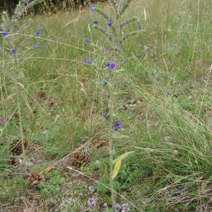 Photographie n°259497 du taxon Echium vulgare L. [1753]