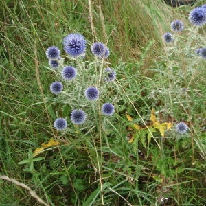 Photographie n°259504 du taxon Echinops ritro L. [1753]