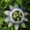  Jean-Claude Echardour - Passiflora caerulea L. [1753]