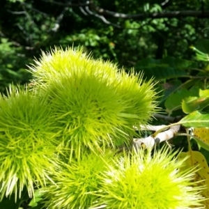 Photographie n°259545 du taxon Castanea sativa Mill.