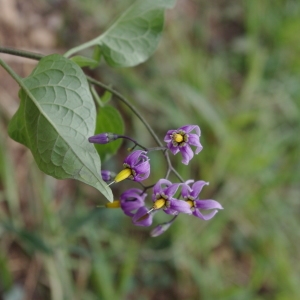 Photographie n°259567 du taxon Solanum dulcamara L. [1753]