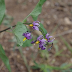 Photographie n°259568 du taxon Solanum dulcamara L. [1753]