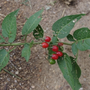 Photographie n°259569 du taxon Solanum dulcamara L. [1753]