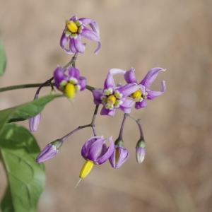 Photographie n°259570 du taxon Solanum dulcamara L. [1753]