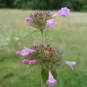 Photographie n°259601 du taxon Clinopodium vulgare L.