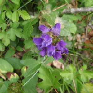 Photographie n°259603 du taxon Prunella vulgaris L. [1753]