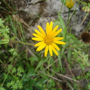 Photographie n°259654 du taxon Buphthalmum salicifolium L. [1753]