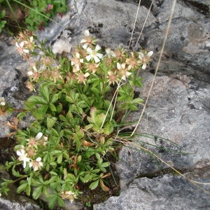 Photographie n°259656 du taxon Potentilla caulescens L. [1756]