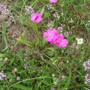 Photographie n°259661 du taxon Dianthus carthusianorum L. [1753]