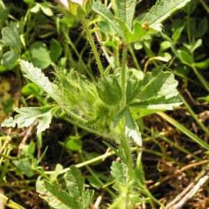 Photographie n°259663 du taxon Malva setigera Spenn. [1829]