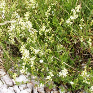 Galium mollugo subsp. erectum Syme var. erectum