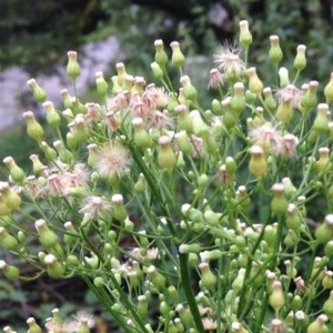 Photographie n°259709 du taxon Erigeron canadensis L. [1753]